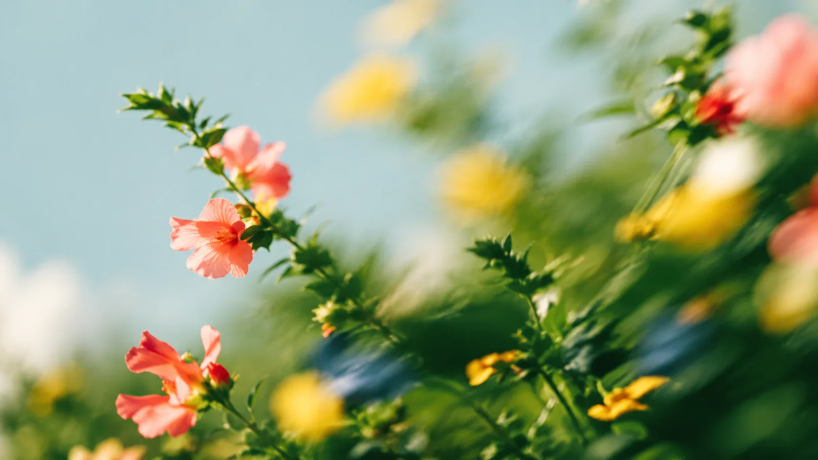 pink and yellow flowers against a soft blue sky