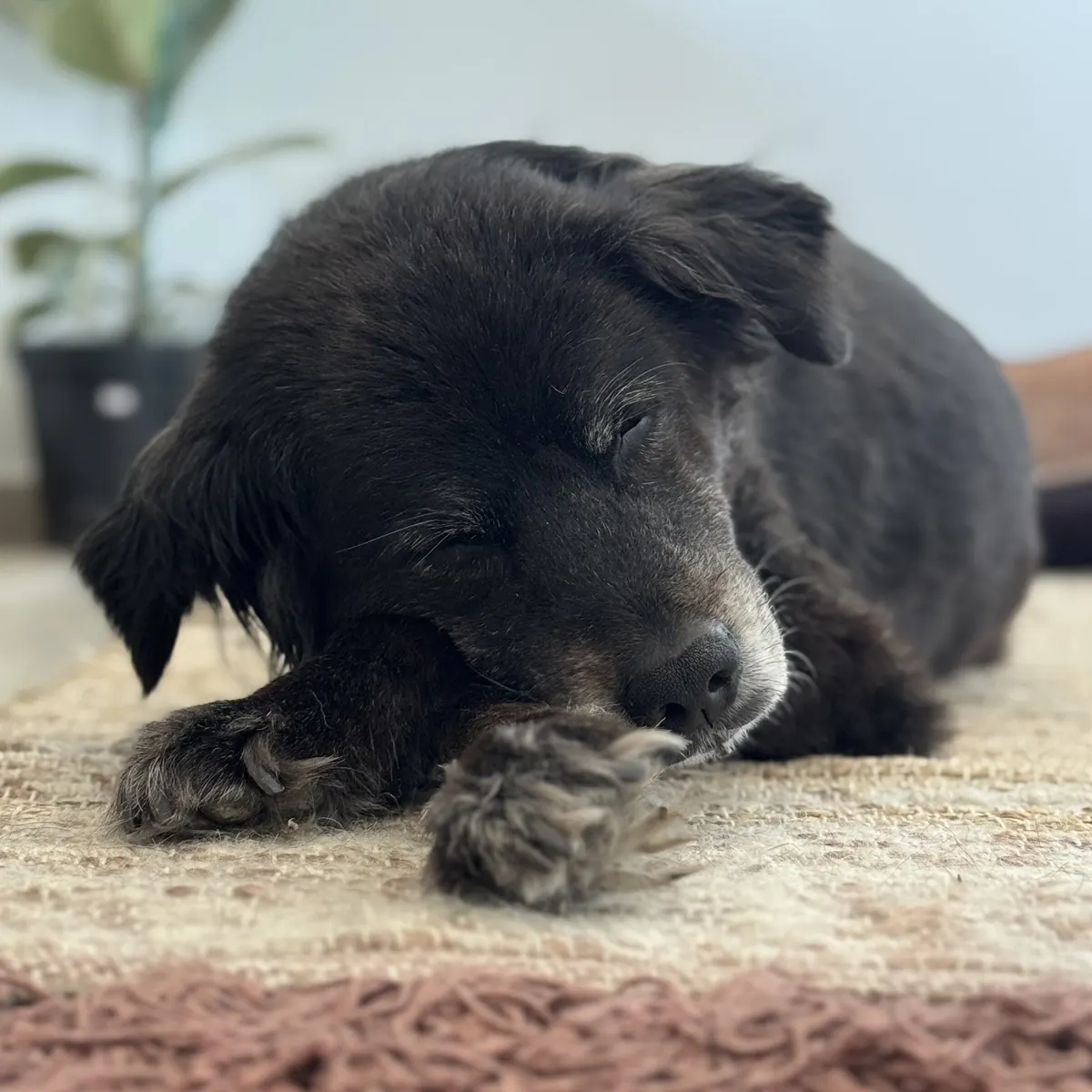 Johnny, Maya’s black dog, asleep on a rug with his chin on his paw