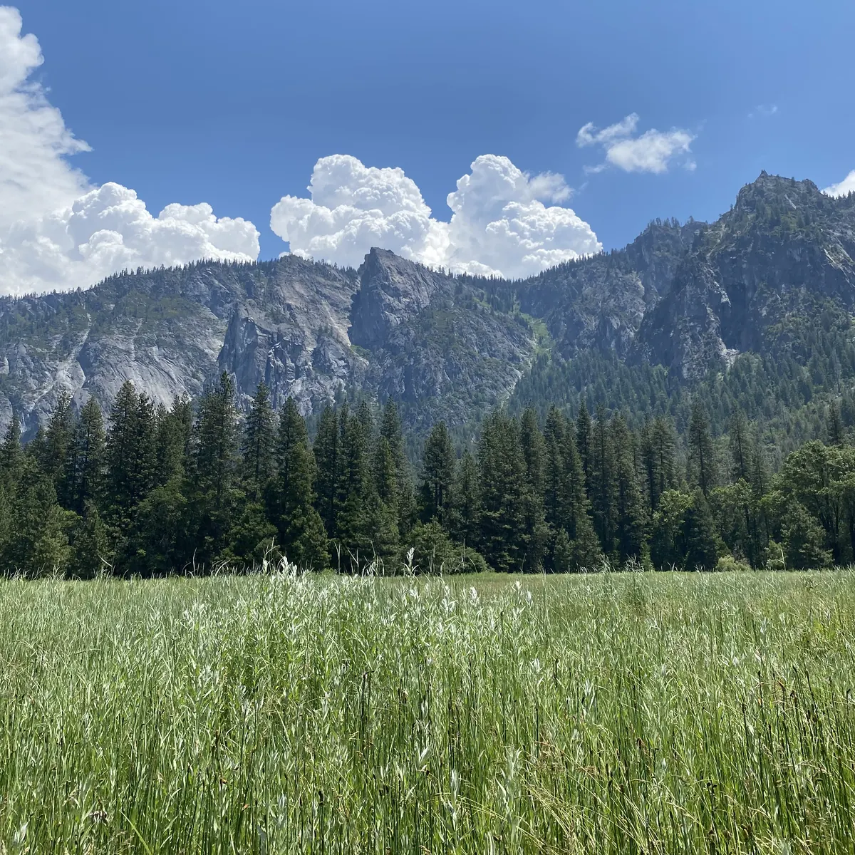 Granite peaks and white clouds above pine trees and a meadow of tall grass in Yosemite